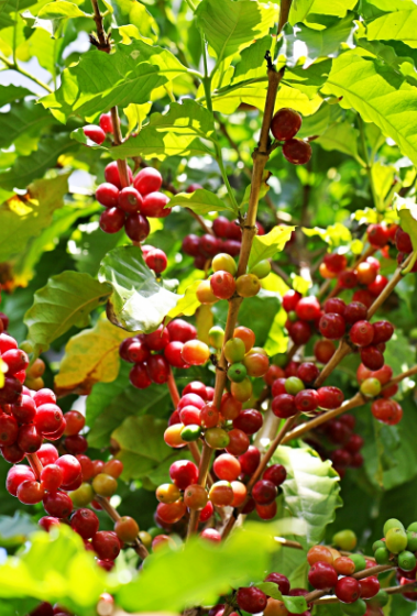 ウエシマコーヒーにできる5つの事